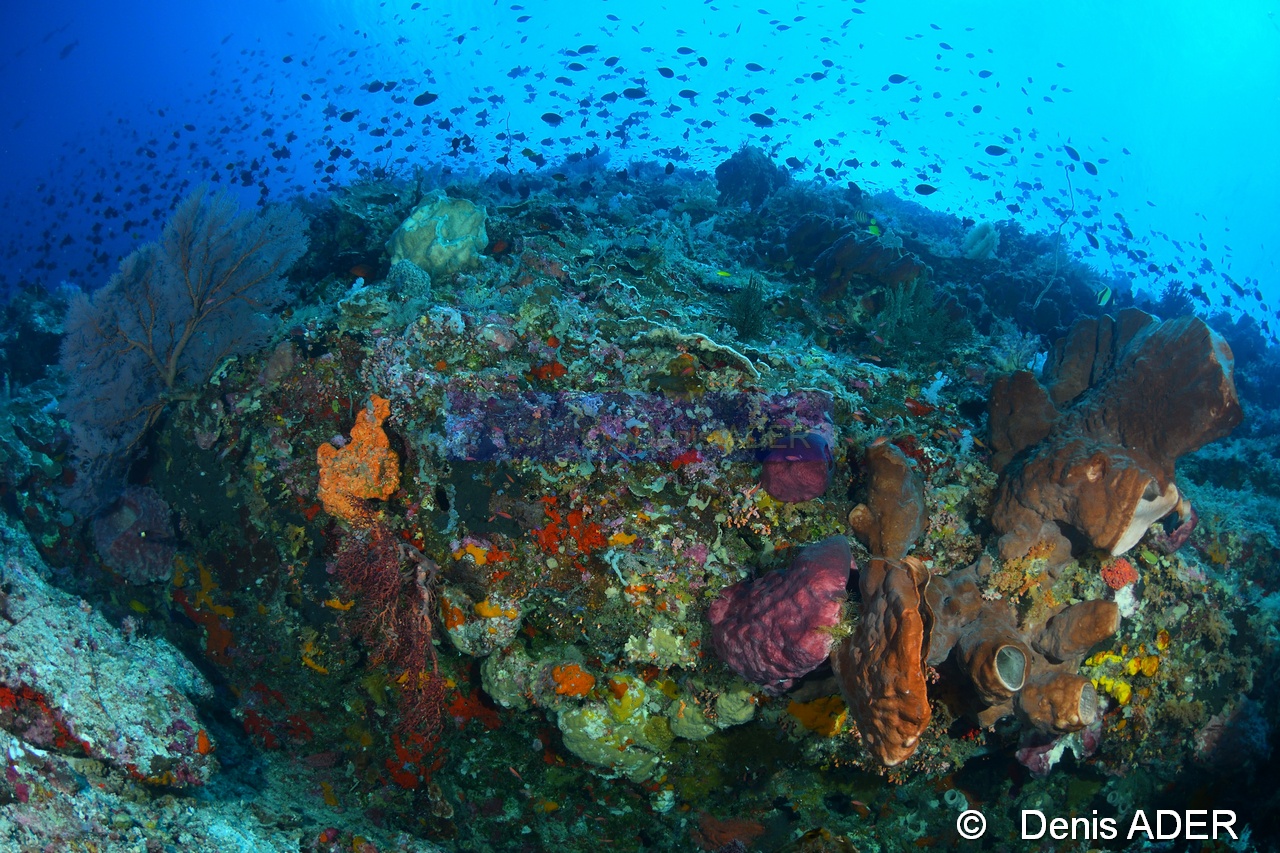 Ambiance-Wakatobi Batuata Island-38m-20180603-Denis-ADER-DSC_3577_tn.jpg